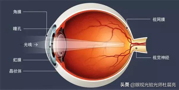 保护眼睛的天然叶黄素你知道几个,被称为眼黄金的叶黄素到底是什么