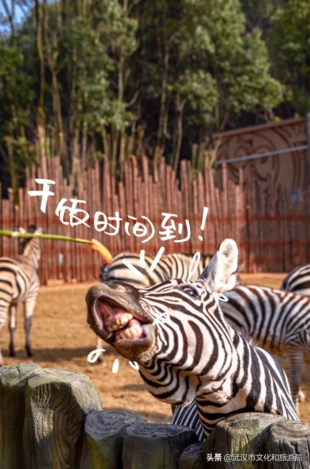 武汉野生动物王国营业时间,武汉野生动物王国有哪些园区