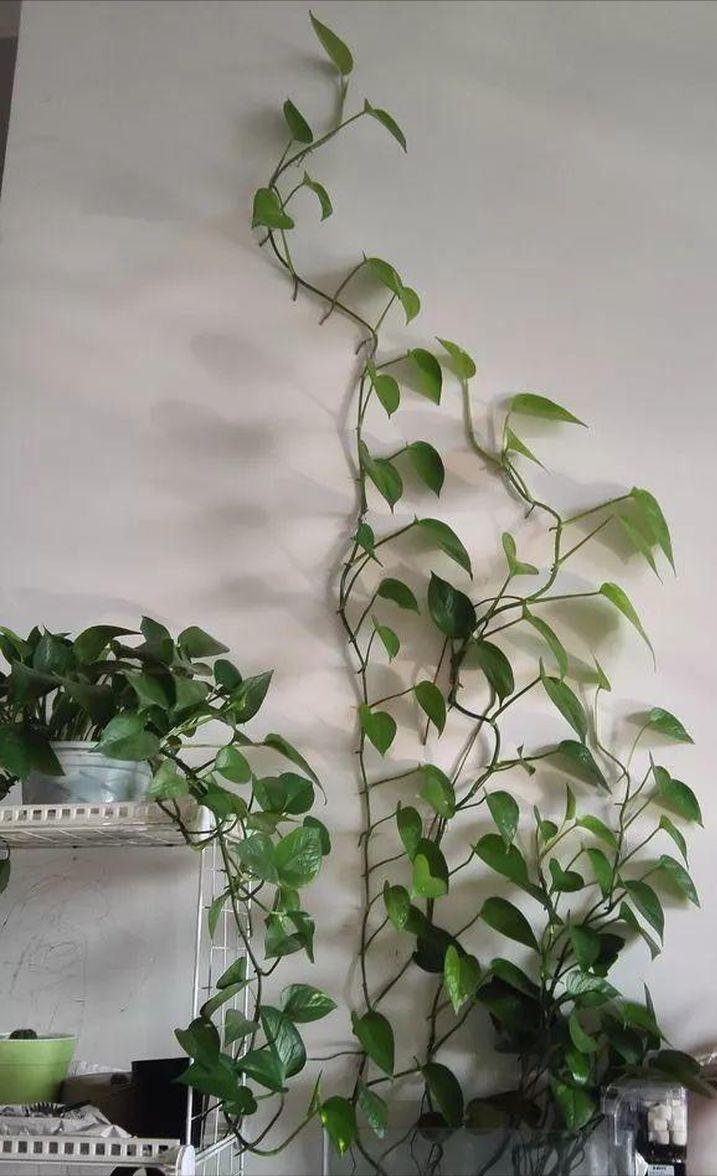 盆栽绿萝怎么浇水施肥,绿萝可以用鱼缸水施肥吗