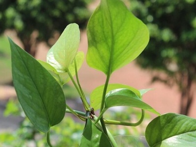 绿萝黄叶的原因和解决方法,绿萝套袋黄叶了