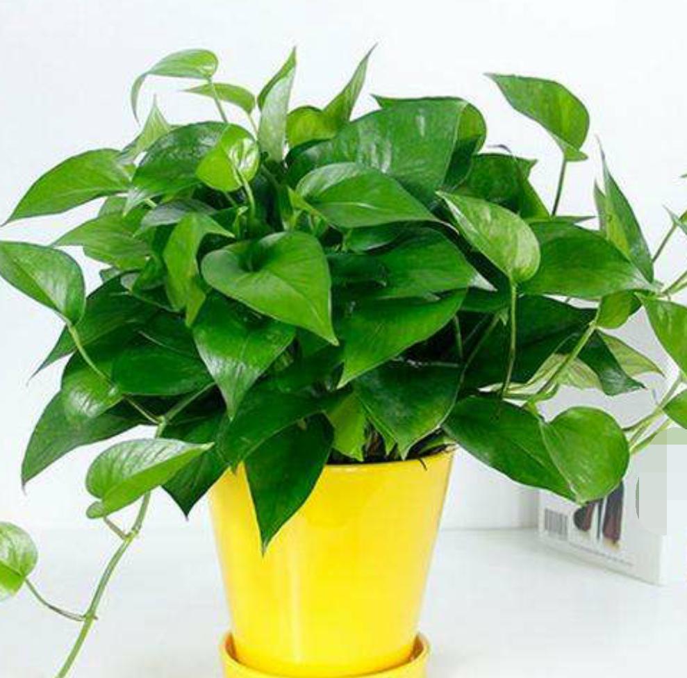 什么样的花盆好看简单好养,养花花盆如何选择大小