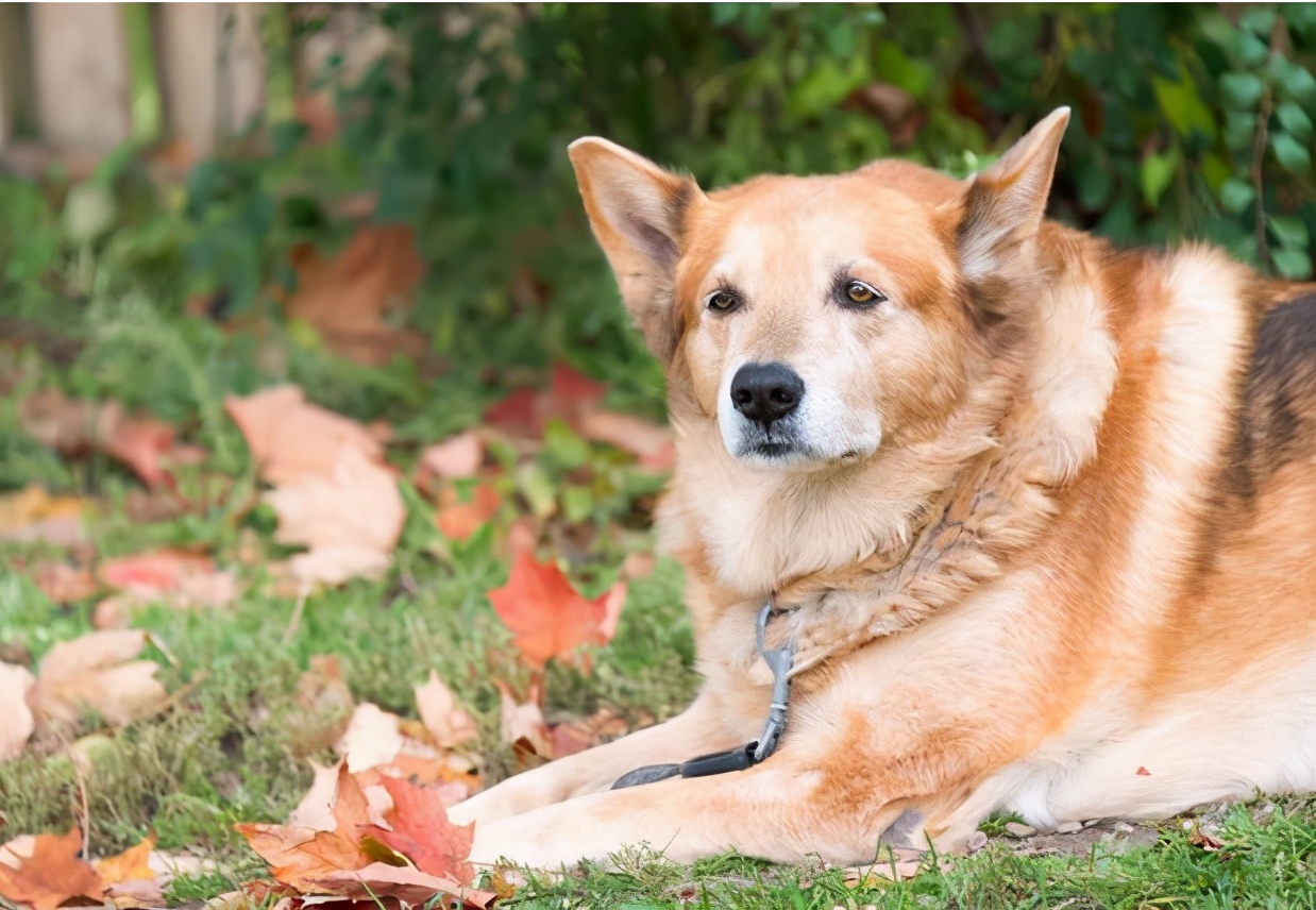 1分钟读懂狗狗的年龄,狗牙齿年龄对照表图解