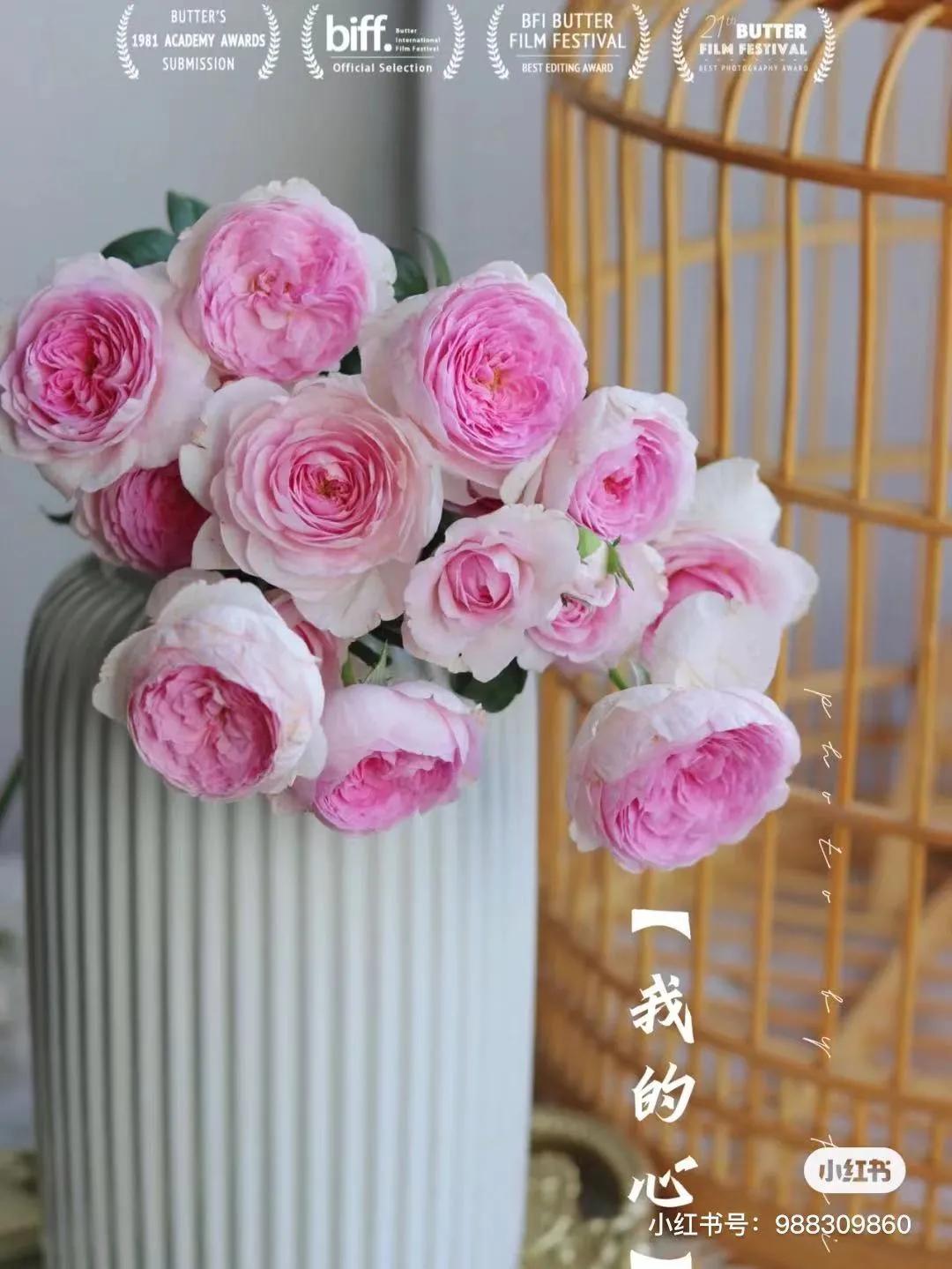 获得worldrose的12款月季品种,露台月季品种推荐