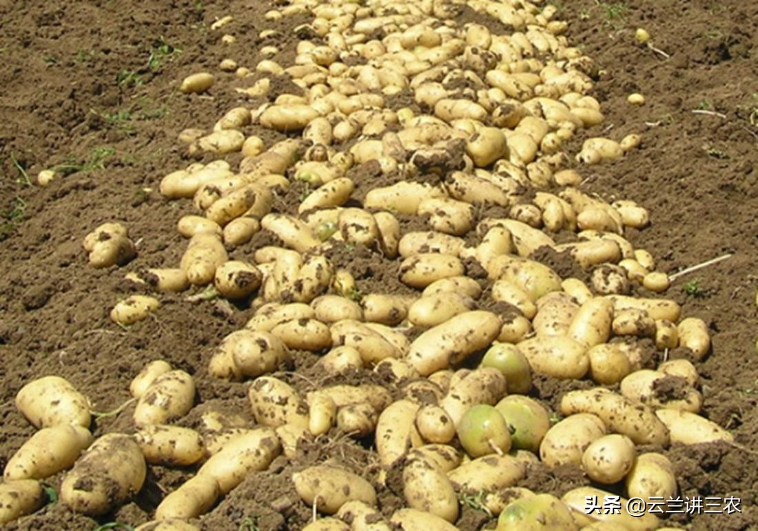 马铃薯栽培标准是什么样的,适宜南方种植的马铃薯品种有哪些