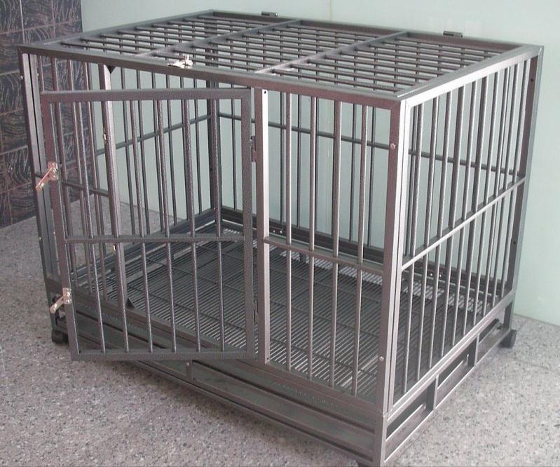 小金毛养多久才会温顺听话,养宠小知识金毛一天尿两次可以吗