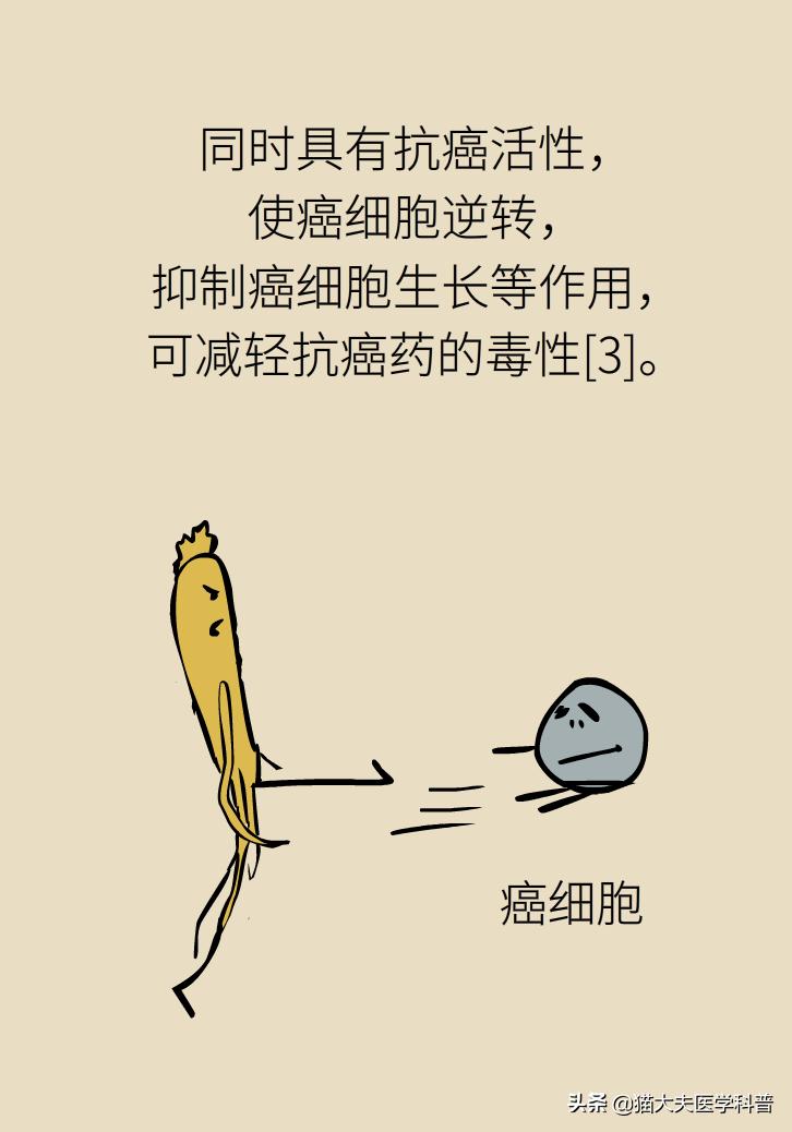 人参西洋参党参红参太子参的区别,人参红参太子参党参西洋参的区别