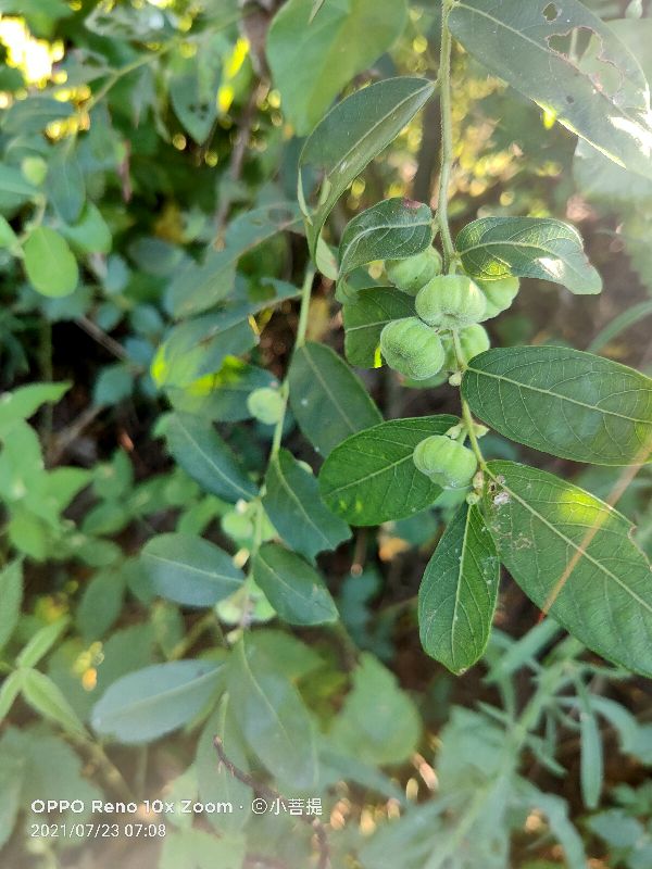 算盘子植物介绍,算盘子属于什么类型植物