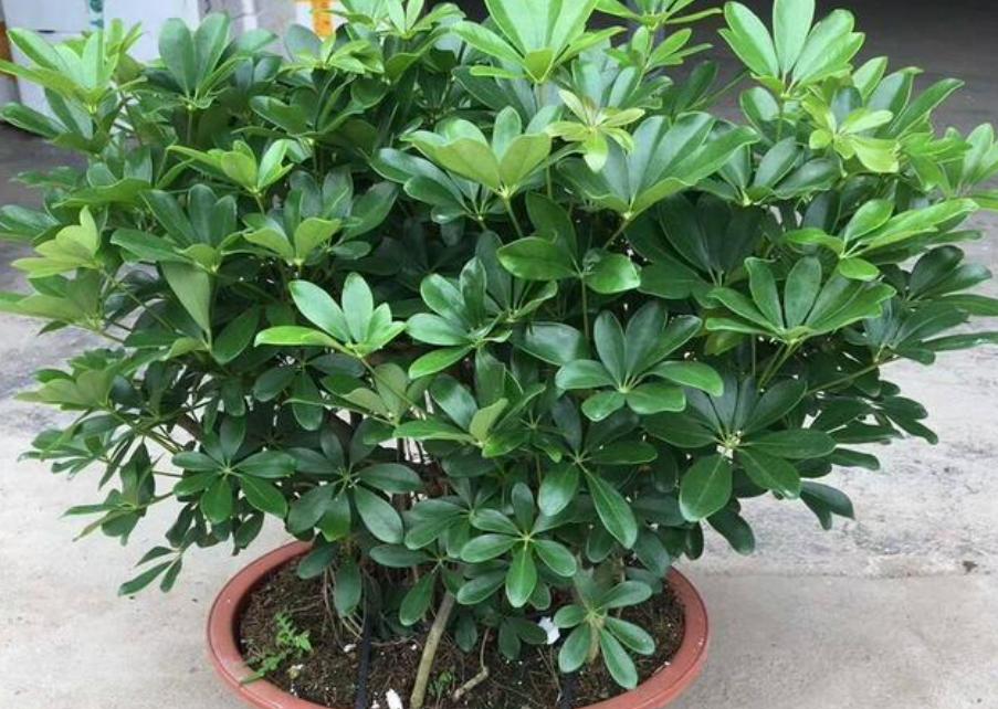 适合养在室内的植物寓意好的,室内适合养什么植物对家庭比较好