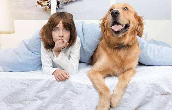 最好养的狗又聪明又不掉毛,哪种狗好养又不容易生病