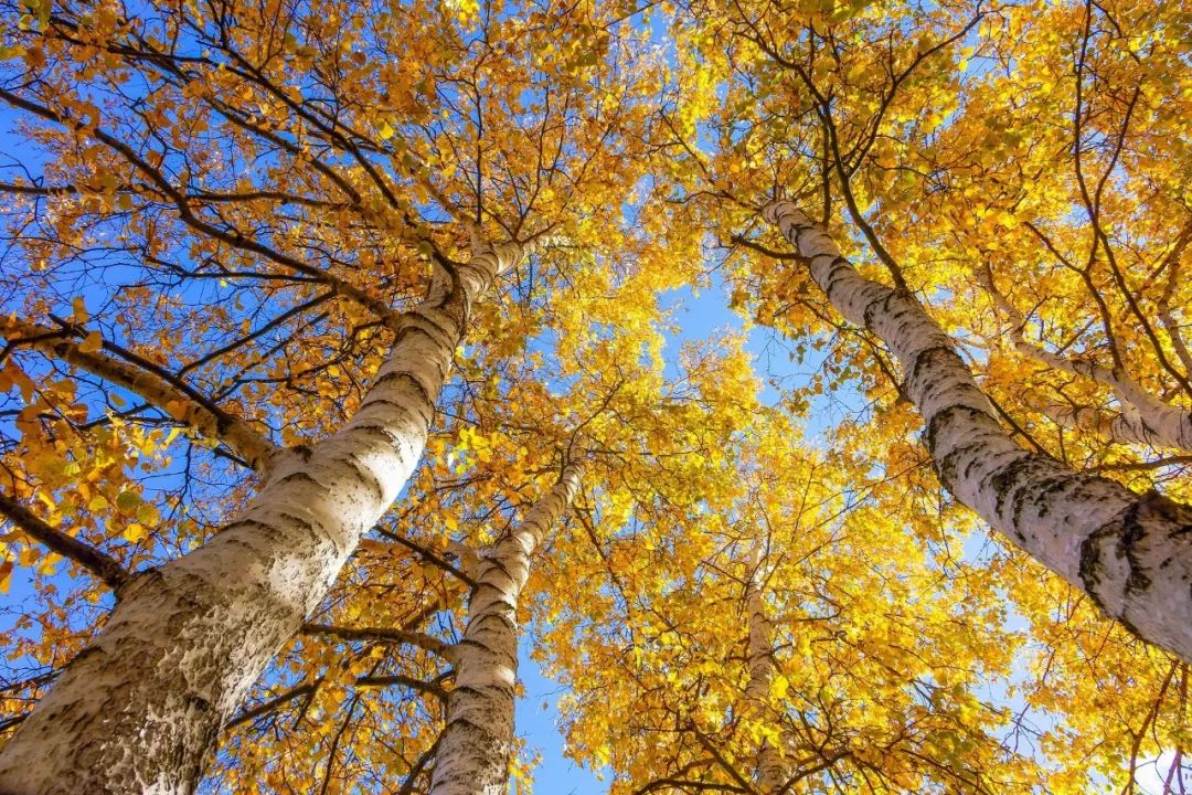 北京周边美丽的地方,初秋北京周边适合去的景点推荐