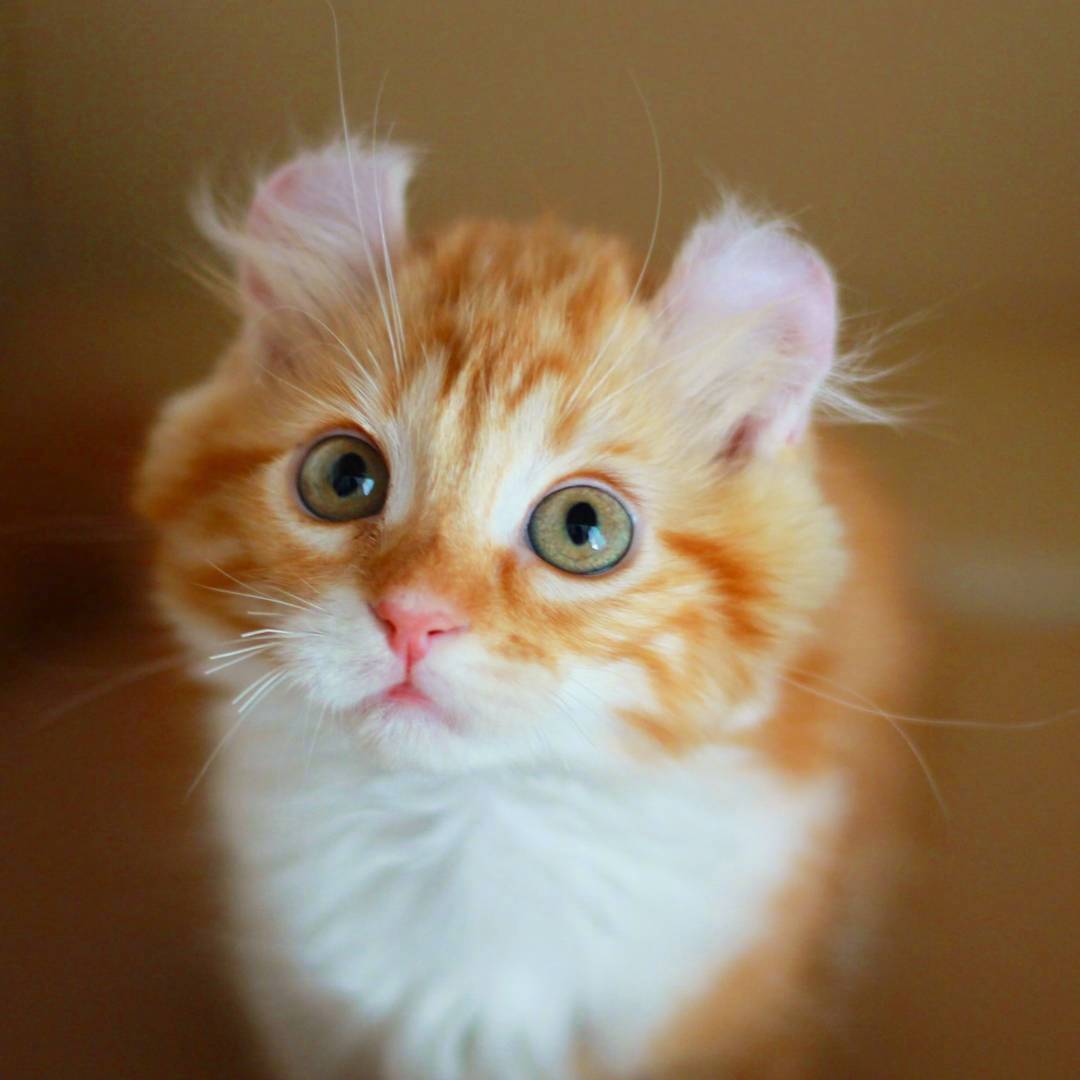 又骗我养猫系列｜长得像大橘的卷耳猫