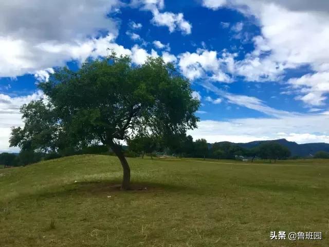 鸡翅木扫帚有何寓意,鸡翅木醒狮寓意