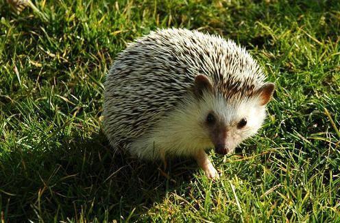 刺猬浑身都是宝,刺猬养殖技术大全