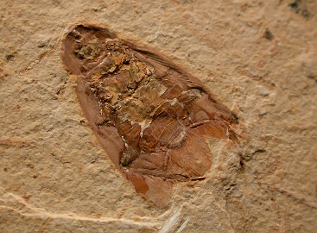 只要发现一只蟑螂家里就有上千只,发现一只蟑螂其实家里就有几十只