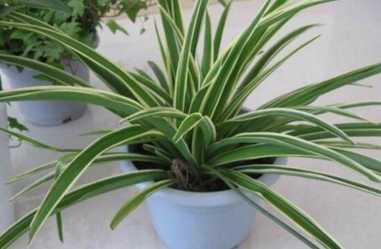 金边吊兰长枝怎么修剪,家里养的金边吊兰金边没了怎么办