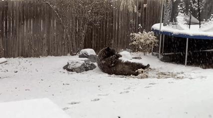 黑熊闯进居民后院,黑熊进居民院子推门
