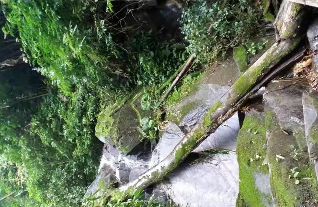 两百多斤巨蟒,街上最大的巨蟒有多可怕