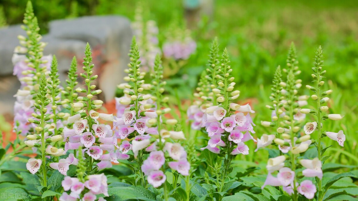 园林人需要知道的85个花卉知识,园林花卉的种类及图片