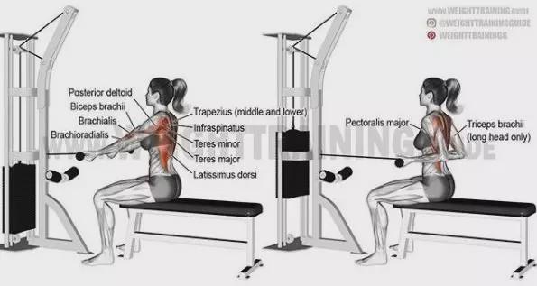 胸肩背臂腿腹训练动作,腰臀肌肉训练方法
