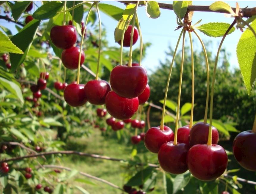 六月吃哪三种水果,5月多吃这些水果营养又健康