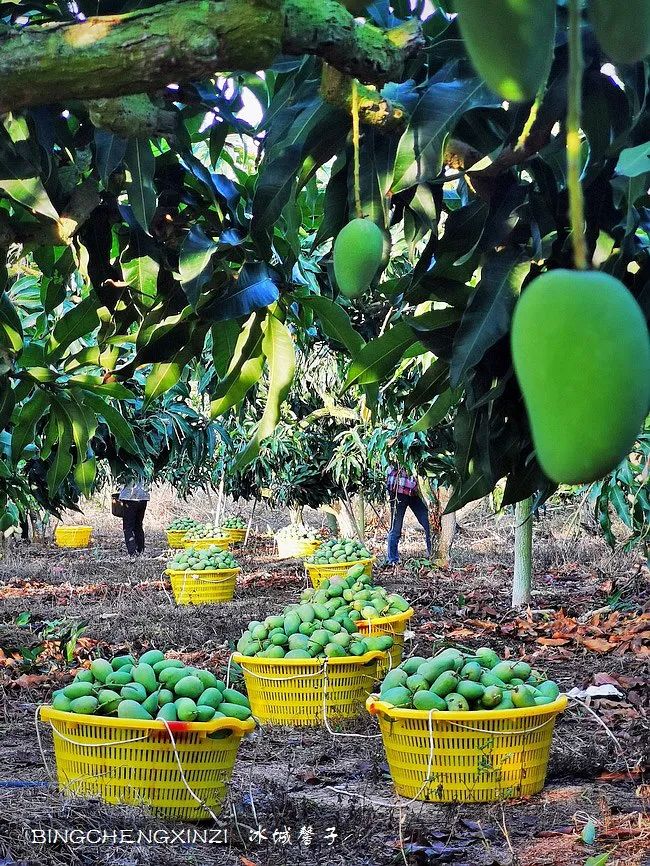 我的旅居生活90多天,我的旅居海南生活系列