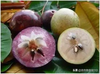 农村脱贫致富的创业项目,脱贫致富项目推荐