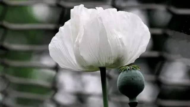 衡水市公安局回放记录,衡水冀州中学杀人案警方通告