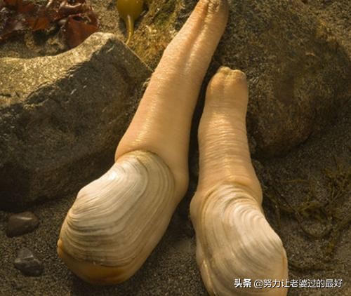 十种顶级海鲜排行榜,有钱人未必吃过的10种顶级海鲜