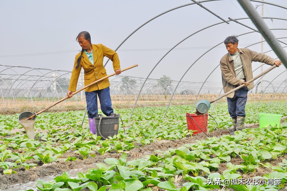 腐植酸氨基酸鱼蛋白肥料哪个更好,有机质肥料腐植酸海藻酸成分高吗