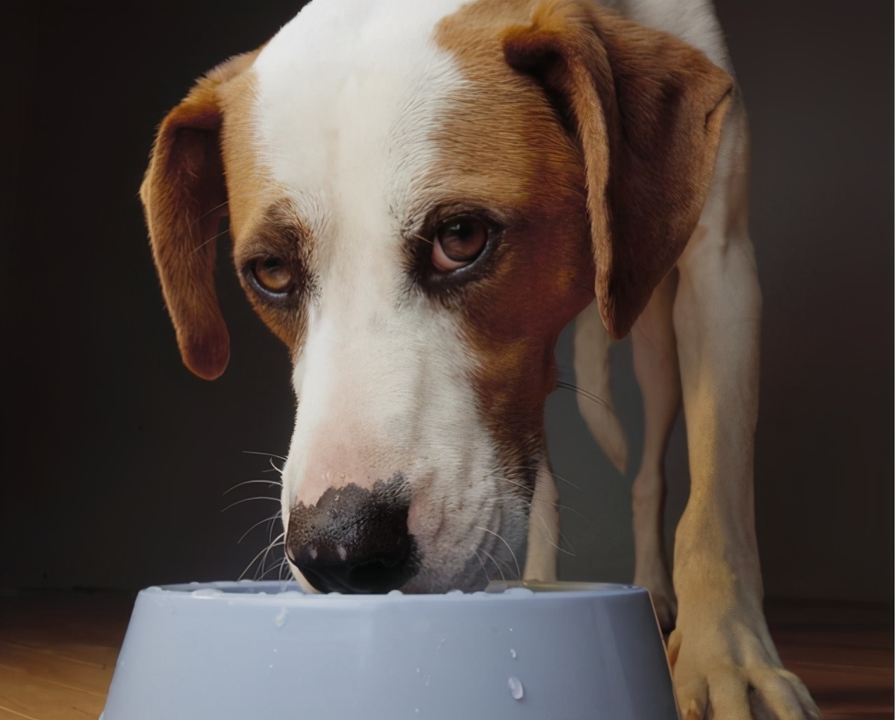 1分钟读懂狗狗的年龄,狗牙齿年龄对照表图解