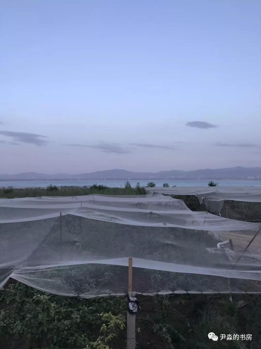 种苹果籽的人,种李子的人