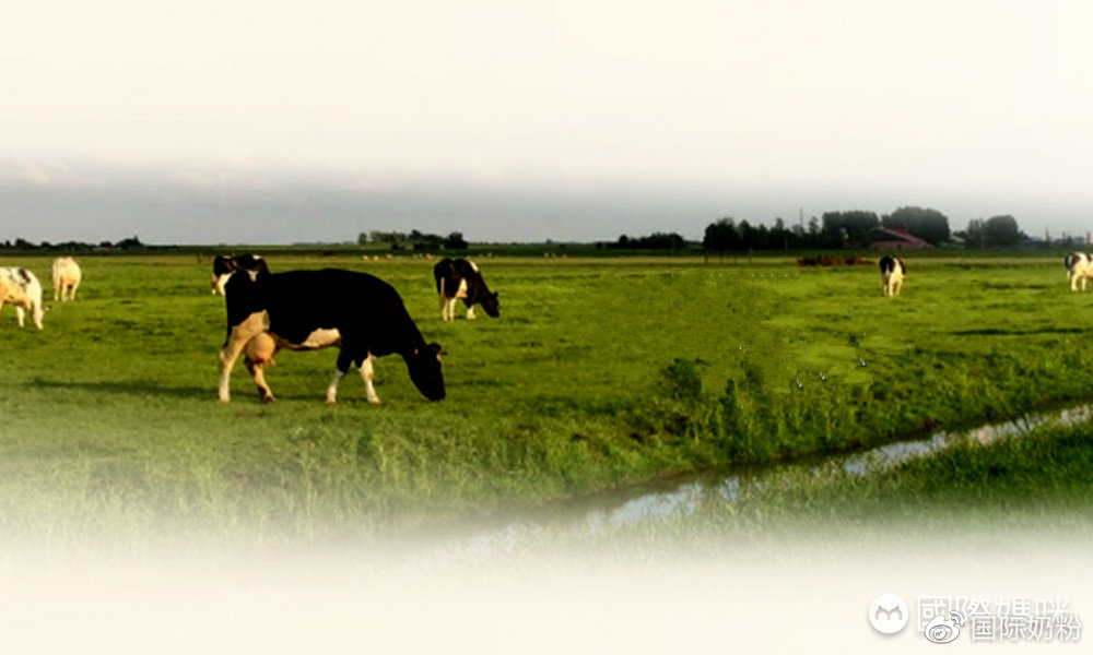 100%新西兰进口奶源全脂高钙奶粉,为什么婴儿奶粉都是新西兰奶源