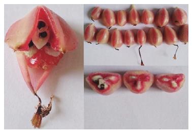 紫色的姜是什么品种,紫色姜植物