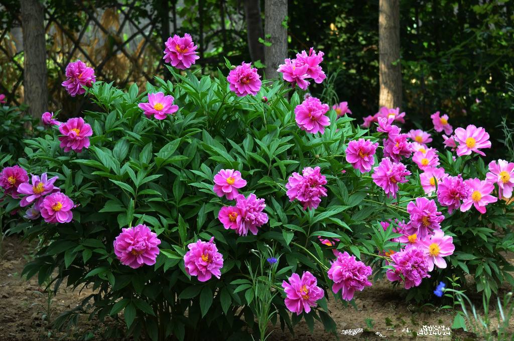 莫道春深百花残芍药花开正芬芳