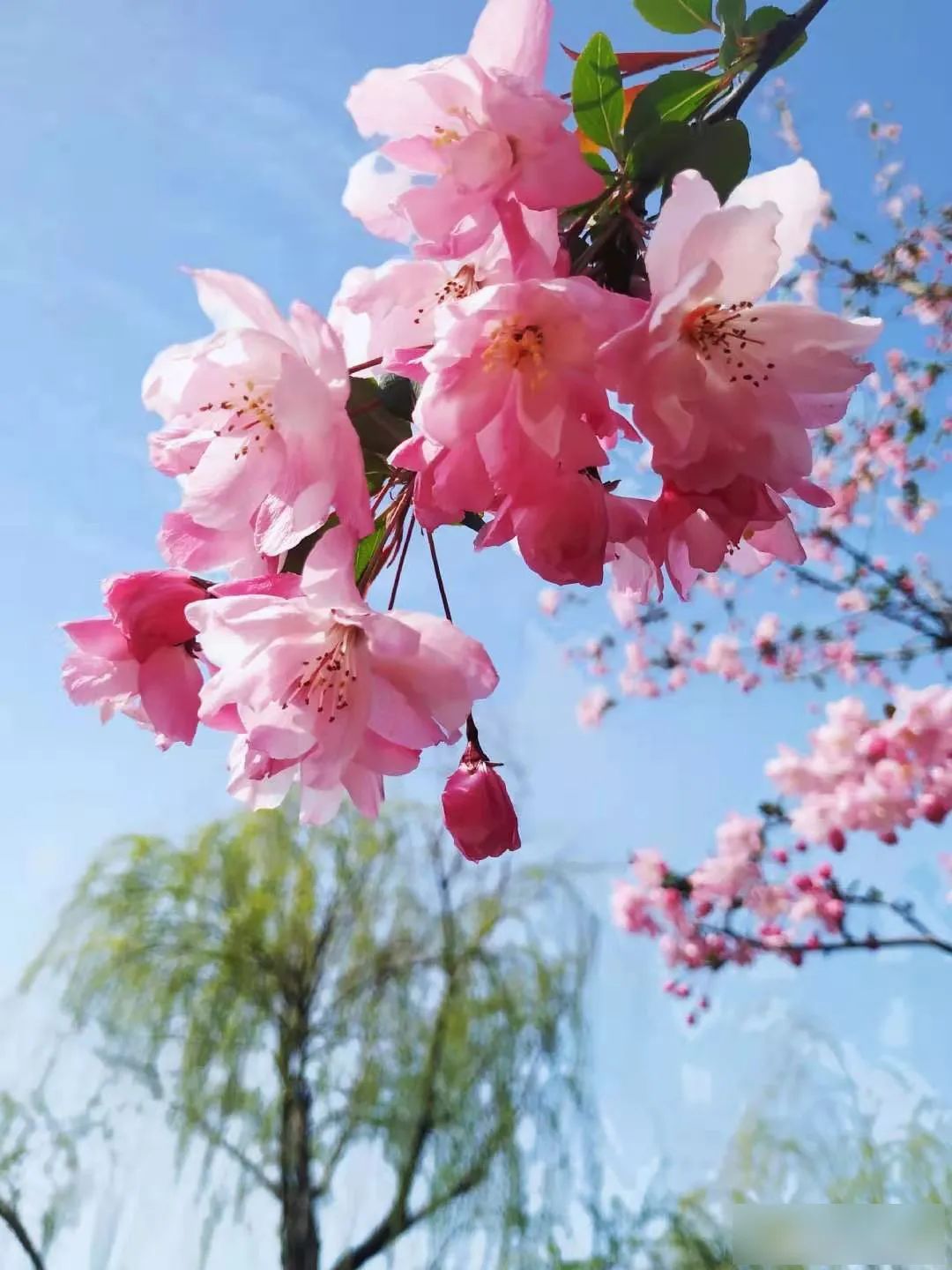 仲春初四日春色正中分古诗,今日春分昼夜平分春意融融