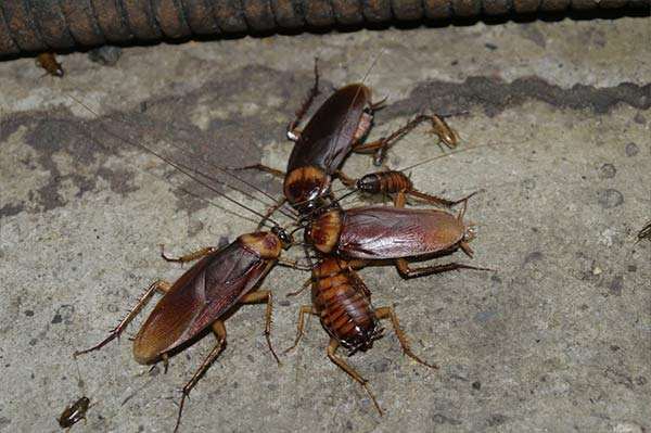 家里有很多蟑螂该怎么处理,发现家里有很多小蟑螂怎么处理