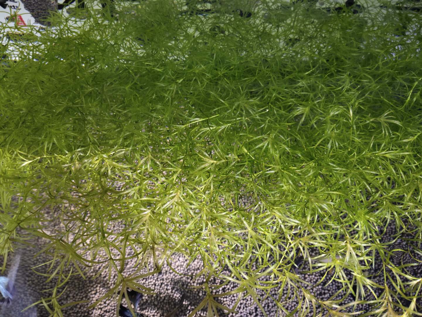 普通鱼缸中饲养孔雀鱼有问题吗,白金象耳孔雀鱼自生自灭爆缸方法