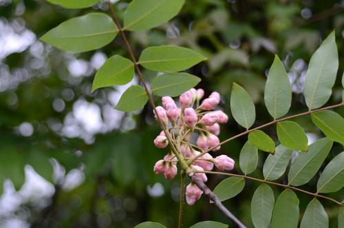 中华人民共和国野生植物保护名录,濒危保护植物名录药用植物多少种