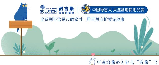 狗狗界最受欢迎的狗狗品种,最受欢迎的小型狗狗品种推荐