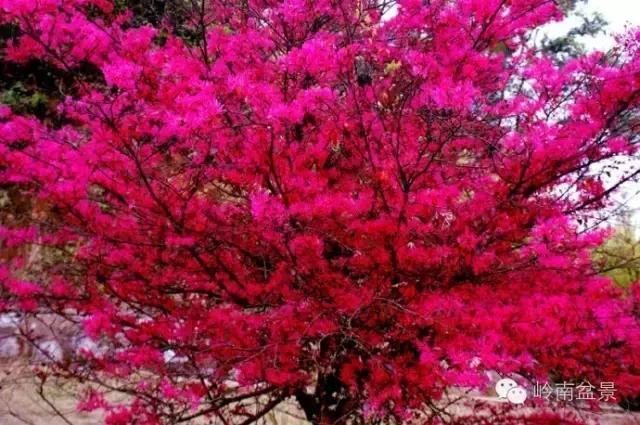 檵木小老桩盆景,檵木盆景图片大全