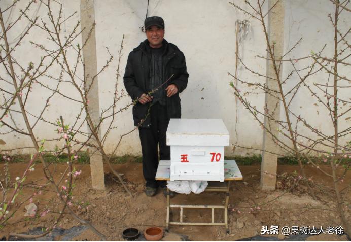 大棚桃树花期可以抹芽,大棚桃种植前景