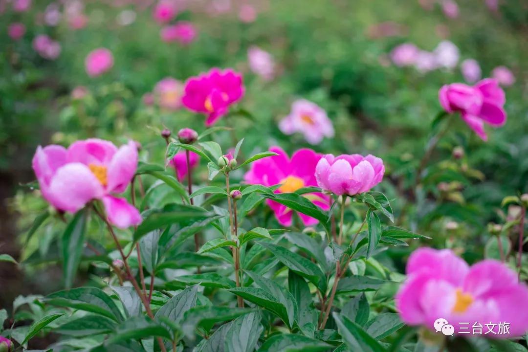 泉城公园芍药花开娇艳欲滴赛牡丹,含苞待放的芍药花娇艳欲滴
