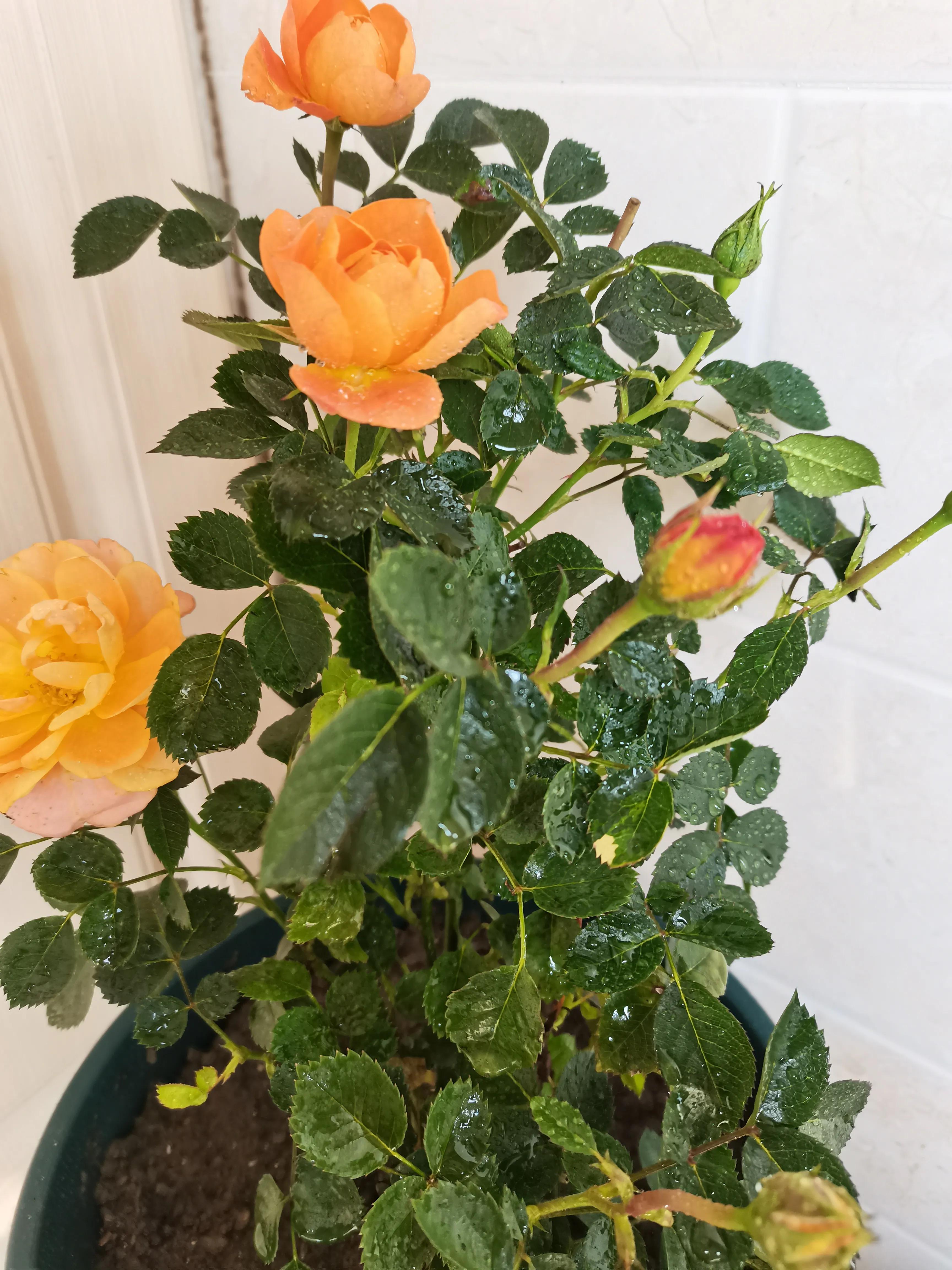 不要放弃农村的宅基地,不要放弃农村自己的宅基地