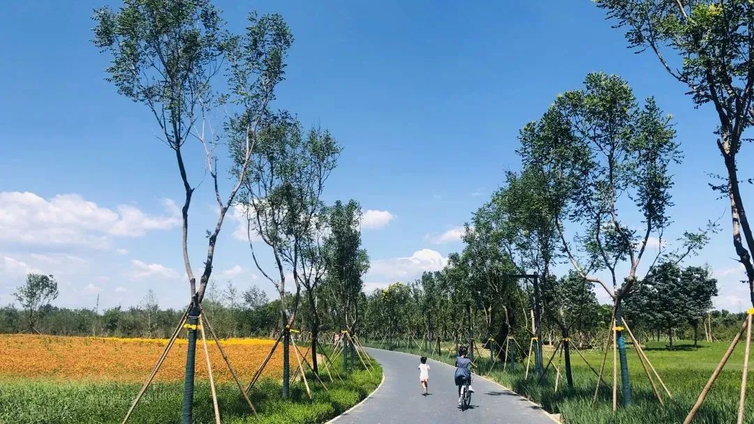 北京五环最美花海,附近免费景点踏青网红打卡地