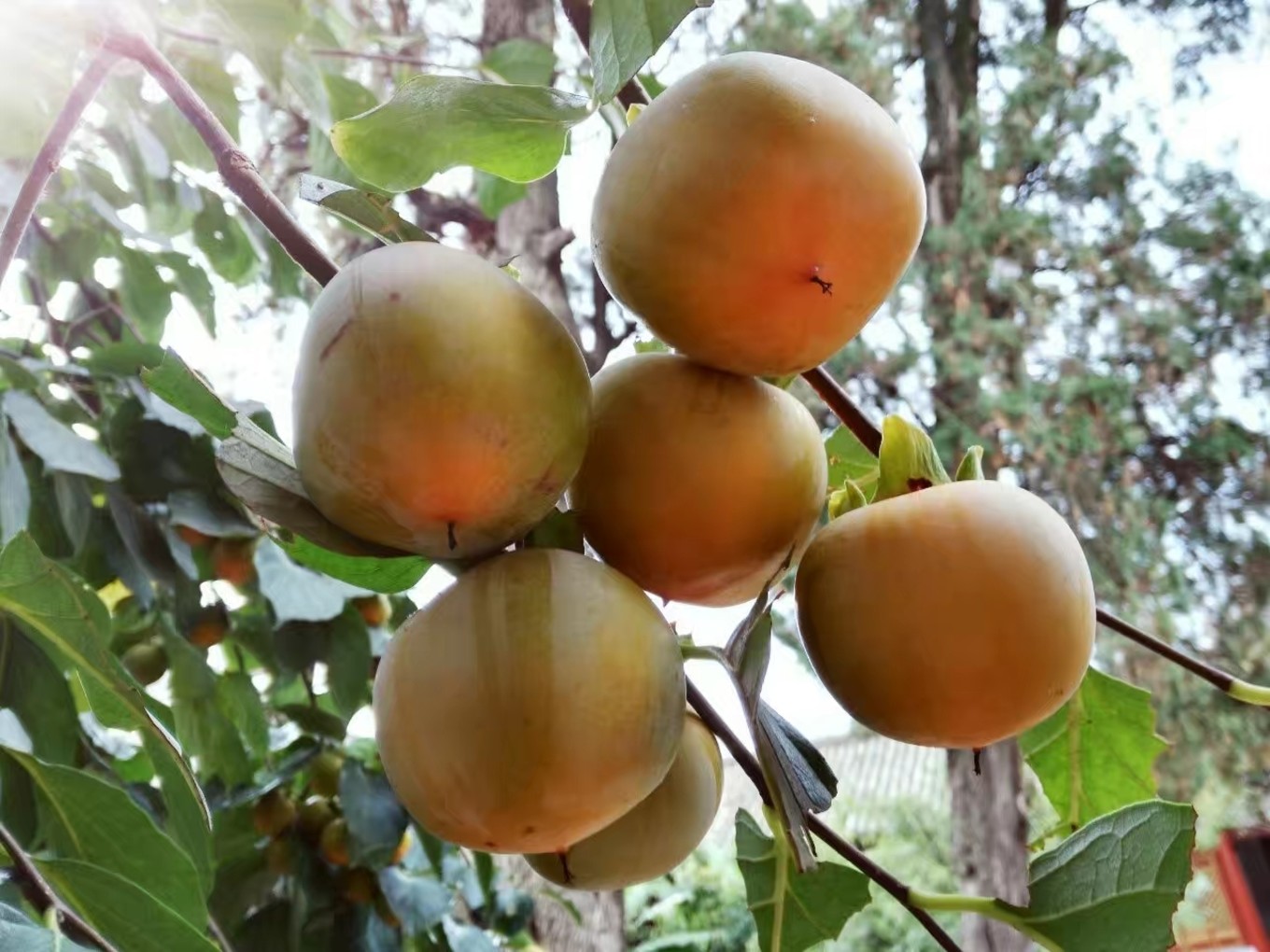 云南虎跳峡徒步线路初级,虎跳峡徒步28道弯