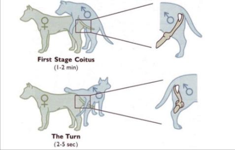 狗子在交配时为什么会被“锁”住，这到底是怎么回事？