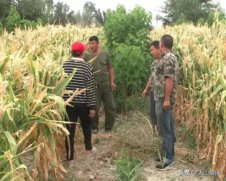 九十一团：发展榛子种植，职工增收信心足