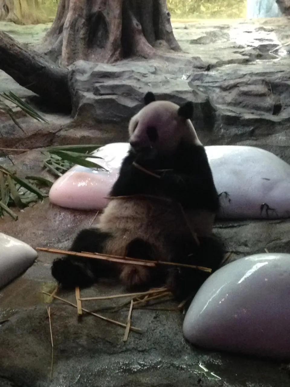 广州长隆野生动物世界游记300字,广州长隆野生动物园游记