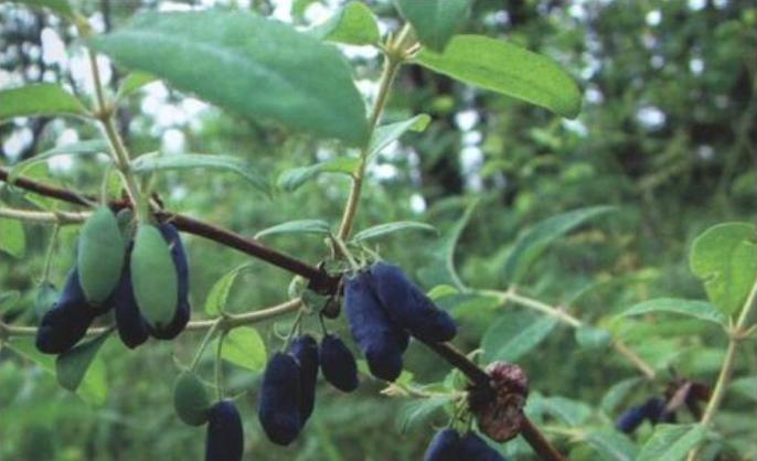 农村野果被称“饮料之王”，制成的饮料宇航员才喝过，一斤卖40元