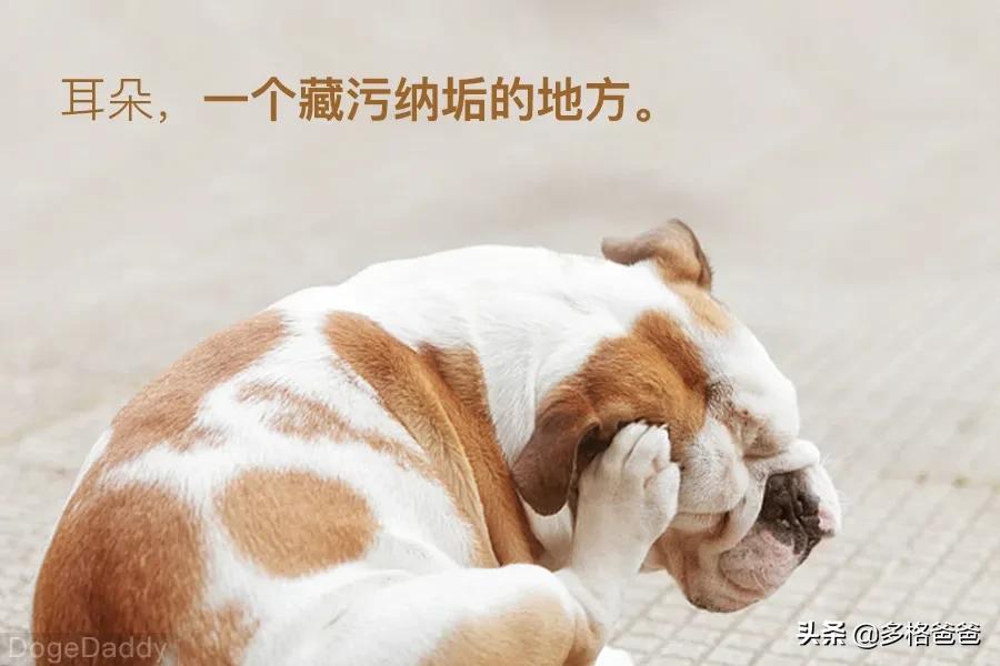 宠物疾病诊疗与处方手册讲解,常见宠物疾病药物治疗指南